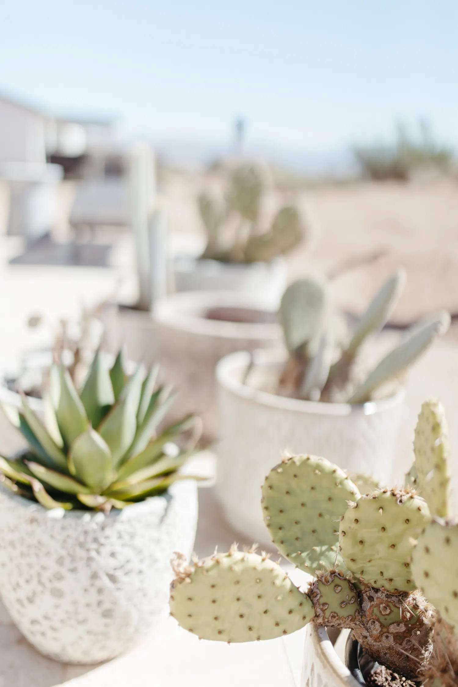 Desert Oasis, desert planting